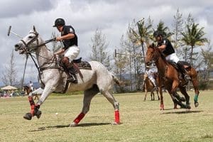 EQU-POLO-10